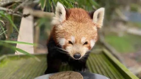 Curraghs Wildlife Park Frisco the red panda eating food in her enclosure