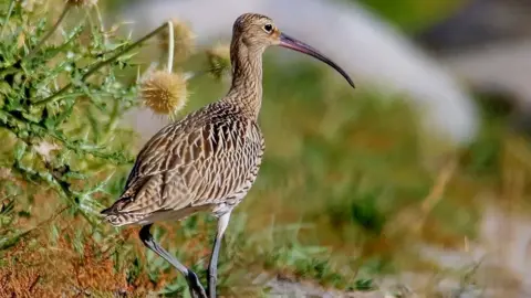 Imran Shah Curlew