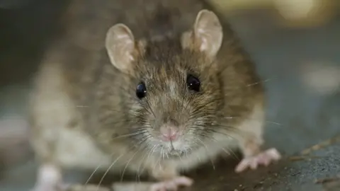 Thinkstock A rat