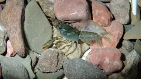 Natural Reources Wales Crayfish