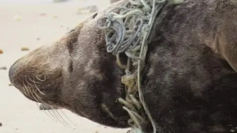 Friends of Horsey Seals Colossus