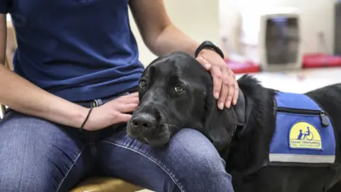 Getty Images therapy dog