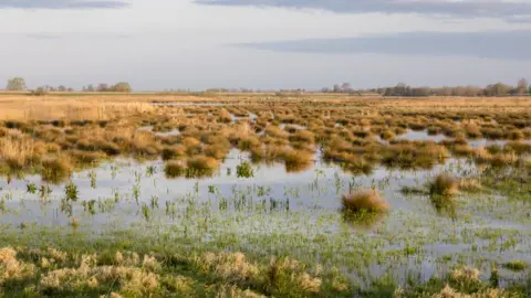 JUSTIN MINNS/NATIONAL TRUST Wicken Fen/Baker Fen