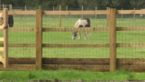 BBC Horse fair