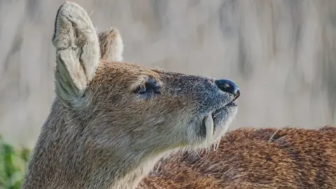 Chinese water deer