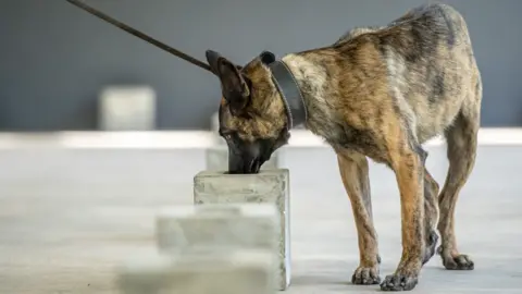 Paul Joynson-Hicks A Malinois dog on a lead sniffing blocks during training in Arusha, Tanzania