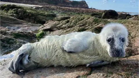 GSPCA Aurore seal pup