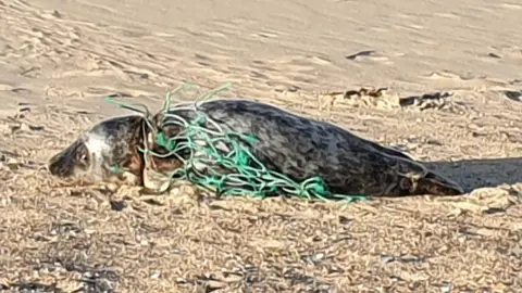 Seal and Shore Watch UK injured seal