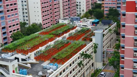 NATURE'S INTERNATIONAL COMMODITY The view of the Nature's International Commodity farm from a public housing block.