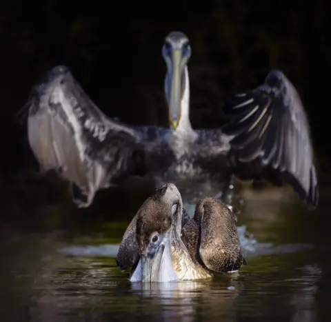 Vicki Jauron A bird with its wings outstretched behind another bird