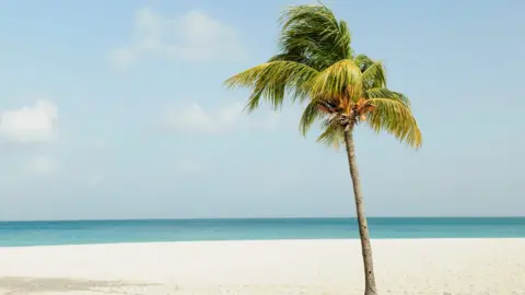 Getty Images A palm tree