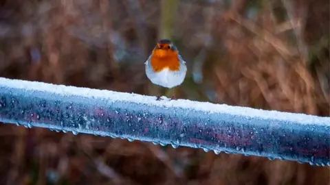 Greg Cunningham Robin at Lough Money, Downpatrick, by Greg Cunningham