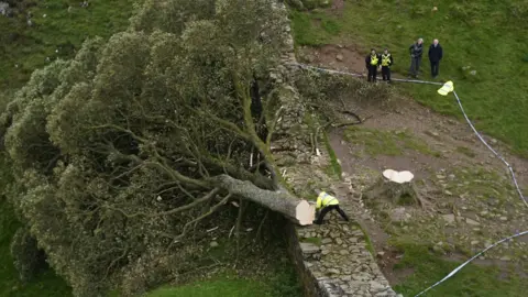 PA Media Felled Sycamore Gap tree