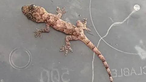 Stowaway African lizard found in Wakefield couple's suitcase