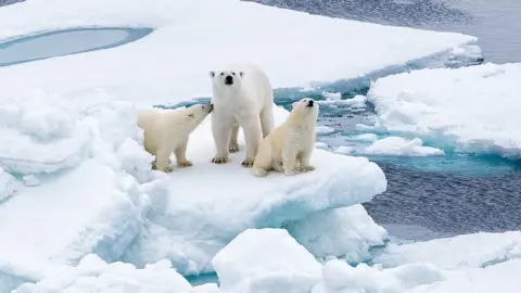 Barcroft Media polar bears