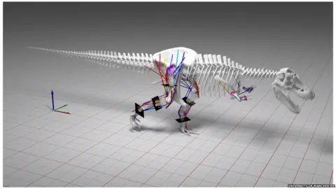 University of Manchester T-rex modelling of gait