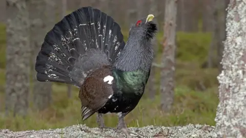 Cairngorms Capercaillie Project Capercaillie