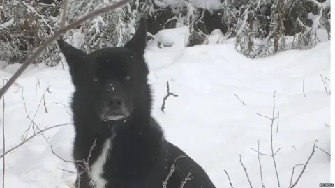 BC SPCA Yukon the husky mix