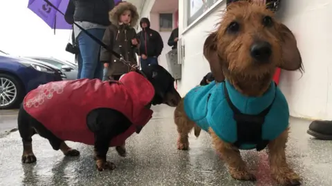 BBC Two dachshunds.