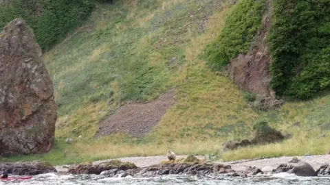 Jill Turner/Peter Jolly Northpix Sheep on shore