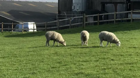 RSPCA Sheep back on the farm