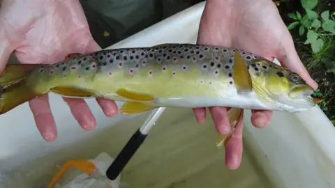 Environment Agency A brown trout