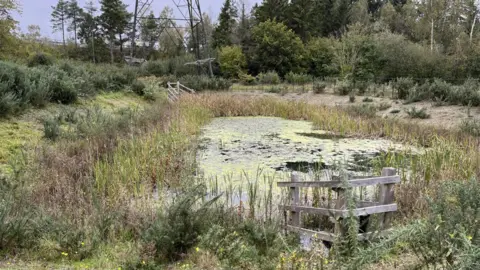 Jonah Fisher/BBC Stover Lake reed bed - reeds and algae pictured on water surrounded by trees and a pilon