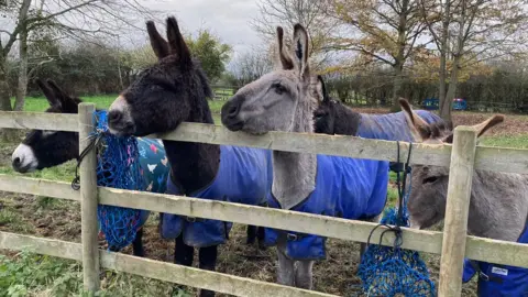 Donkeys at the centre