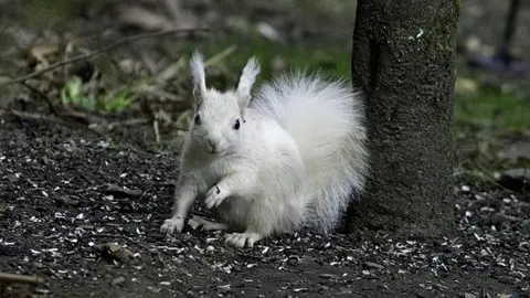 Chris Eddington White squirrel