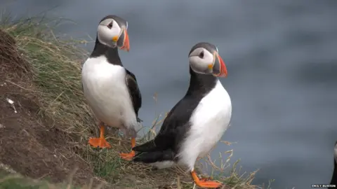 Emily Burton Lamb Island is home to seabirds such as puffins (pictured), kittiwakes, cormorants and guillemots