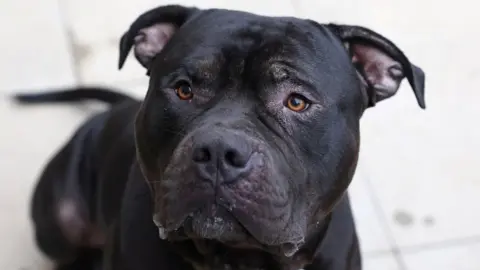 Reuters XL Bully dog Duke