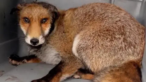 Fox rescue