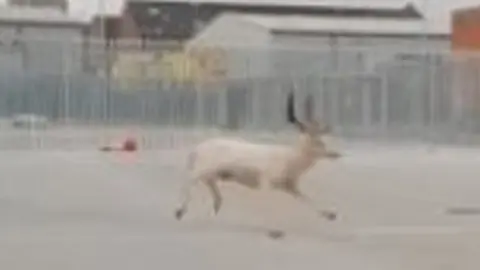 White deer runng in car park