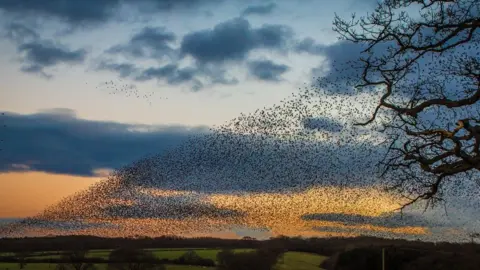 Ian Humphreys A murmuration of starlings at Bangor-on-Dee captured by Ian Humphreys