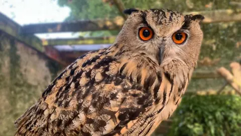 Paradise Park Frank the eagle owl