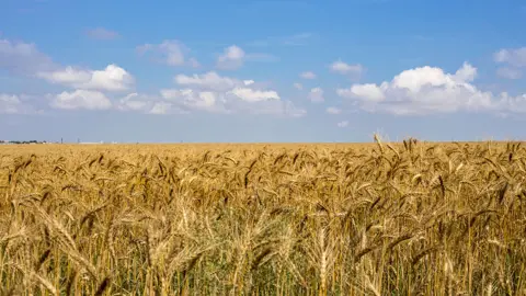 Getty Images Ukraine wheat field