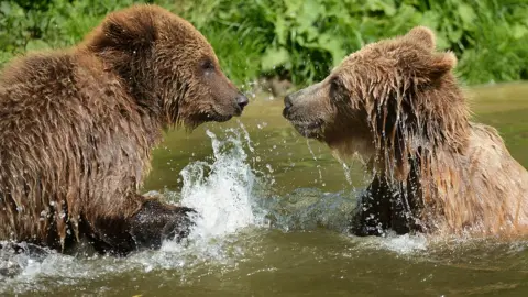 Whipsnade Zoo Brown bears at Whipsnade