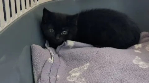 Gary Hughes A small black kitten on a blanket decorated with a butterfly pattern inside a crate.