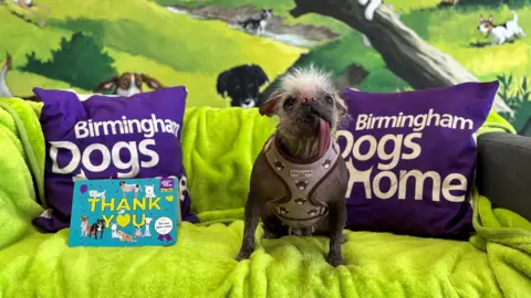 Peggy – a pug and Chinese crested cross dog - sits on a sofa which has a green blanket on it. Two purple cushions which say Birmingham Dogs Home are on the sofa, next to a small blue sign which says thank you on it in yellow letters, with illustrations of dogs on it. Peggy wears a light grey harness with illustrations of Highland cow faces on it.