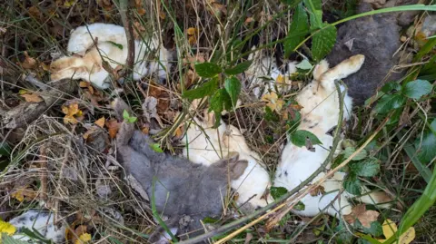 RSPCA A number of rabbits, some white and some grey, are in undergrowth.