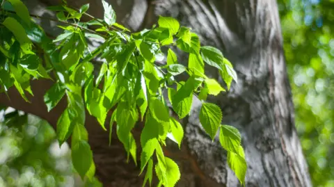 Getty Images Green leaves in bright sunlight on a green, white & blue bokeh background in springtime.