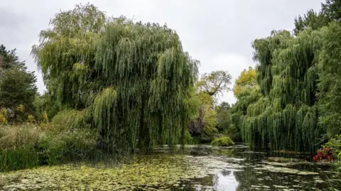 Andy Cobold/The Stoke Ferry Walking Group A large pond in the foreground is partly covered by green water plants. To the sides are lush banks with grasses growing high. In the background are two large weeping willows with leaves pouring down their trunks. 