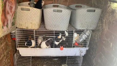 RSPCA Cages of guinea pigs piled on top of each other. 