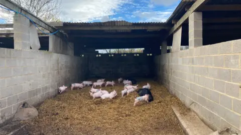 Laura Coffey/BBC Piglets, with a couple of sows, running around in their pig sty made of breeze blocks with straw and hay on the floor