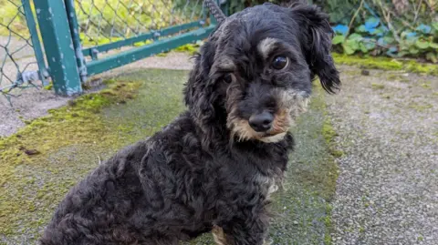 RSPCA A small dog with curly black fur sits on pavement. Its head is turned slightly. A green fence can be seen in the background.