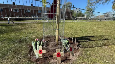 Metal wire surrounds a planted sapling of an oak tree on a field. Small wooden crosses with poppies can be seen planted below it along with some tulips laid on the soil. Behind is a metal barrier covering a path with terraced houses behind it.