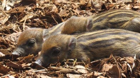 Three resting Visayan warty piglets