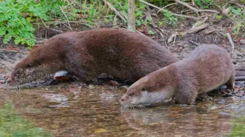 A close up photo of an two otters on a river bed. The animals head and body is above the water and they are both looking away from the camera to the left. 