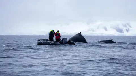 Victoria Gill Scientists in the Antarctic, in a small research boat, alongside two humpback whales