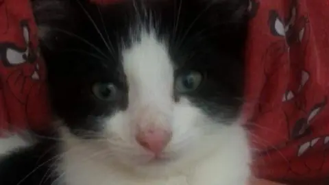 Lauren Mundy A close-up photo of a black and white kitten's face